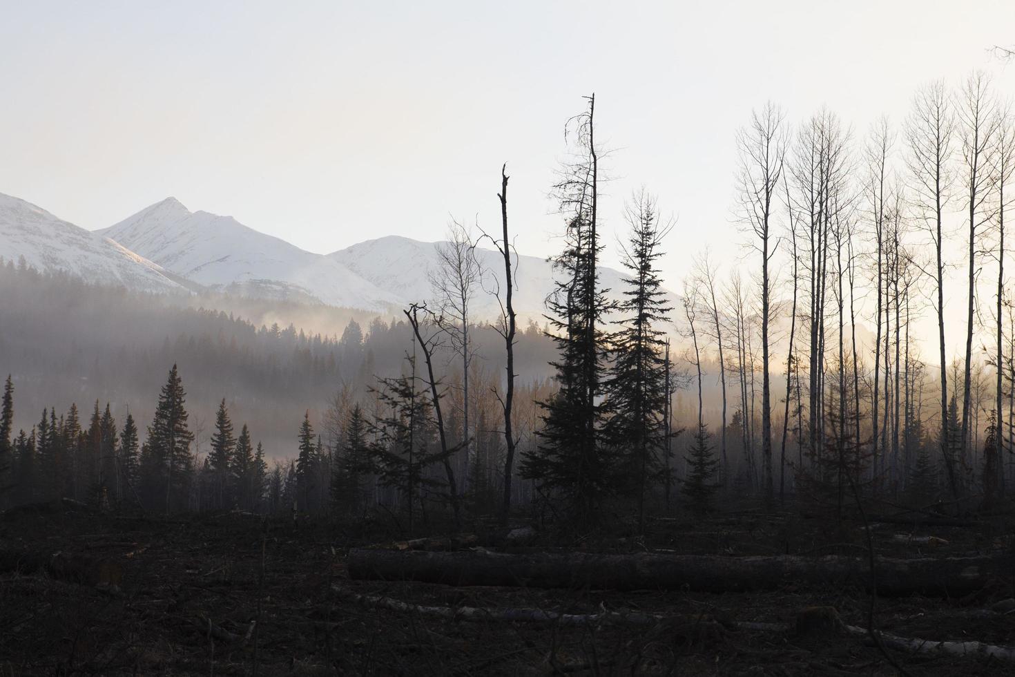 pins avec des montagnes en arrière-plan photo