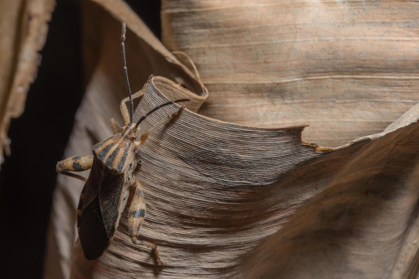 insecte hémiptère, gros plan photo