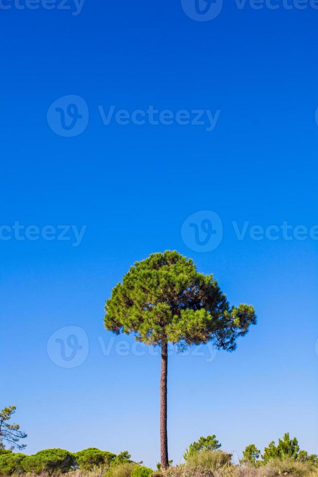 grand arbre sur fond de ciel bleu photo