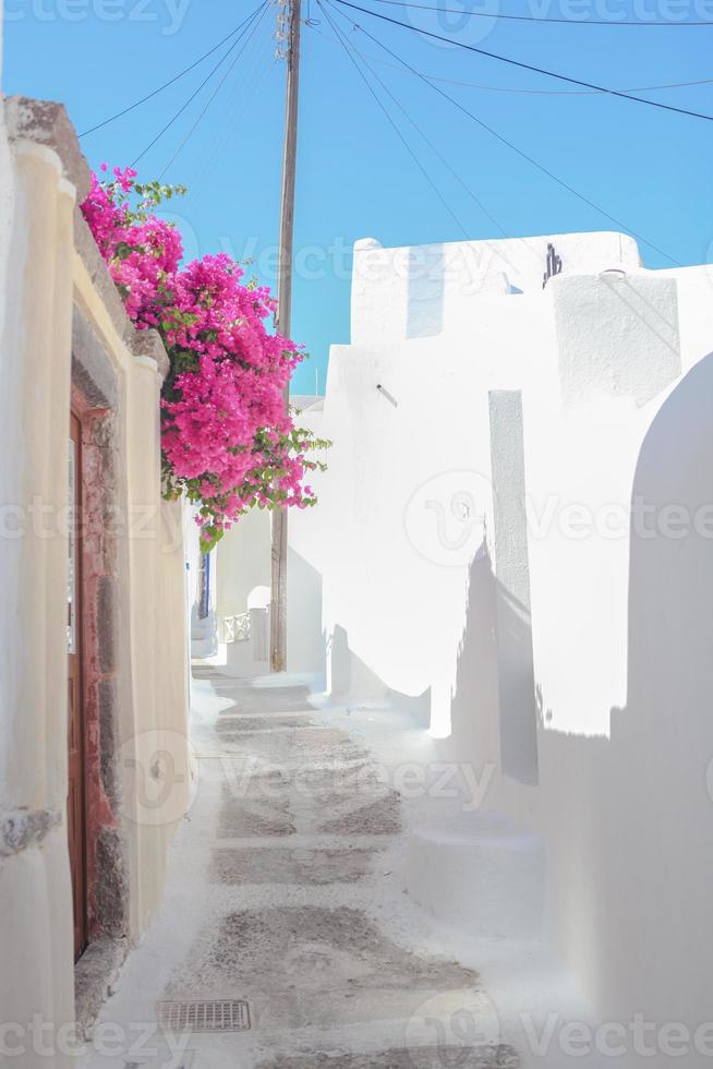 belles rues pavées de bougainvilliers sur l'ancienne maison blanche traditionnelle à emporio santorini, grèce photo