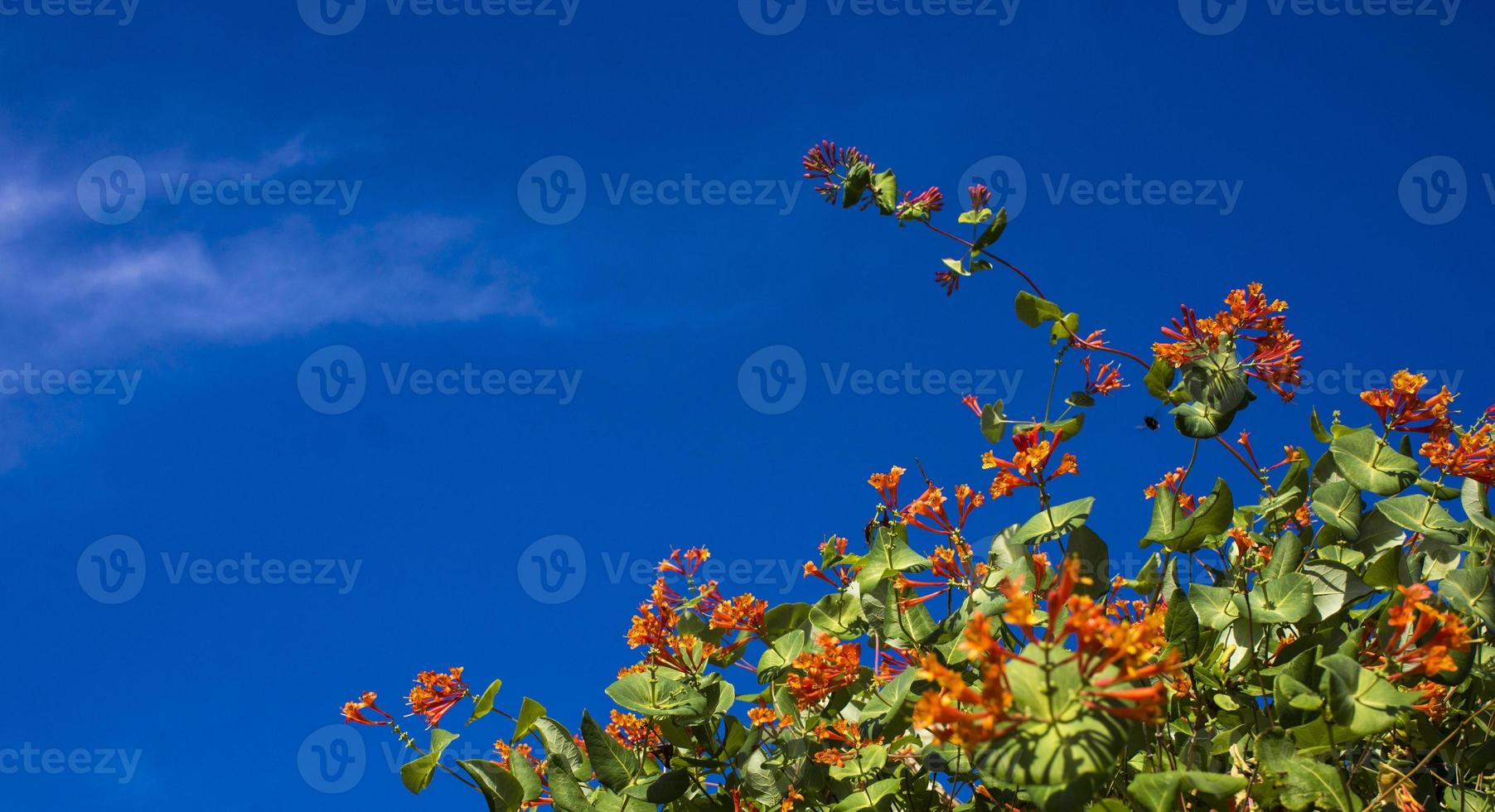 fleurs et nature le matin encore lumineuses cette fleur est lonicera caprifoliumhe le ciel est clair photo