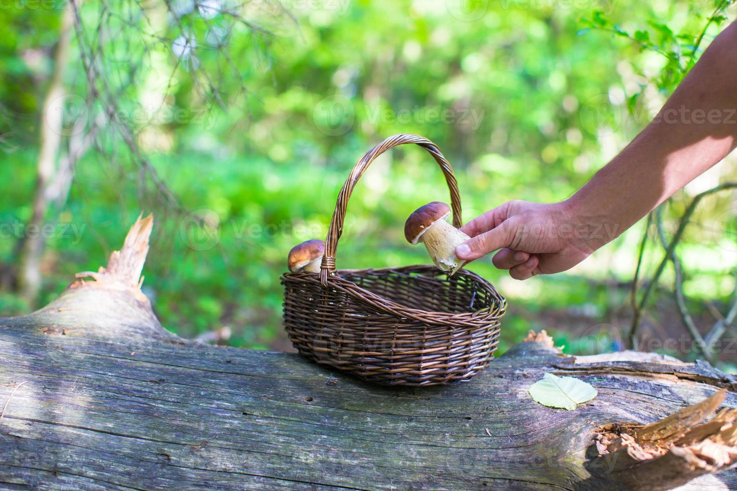 panier en osier plein de champignons dans une forêt photo