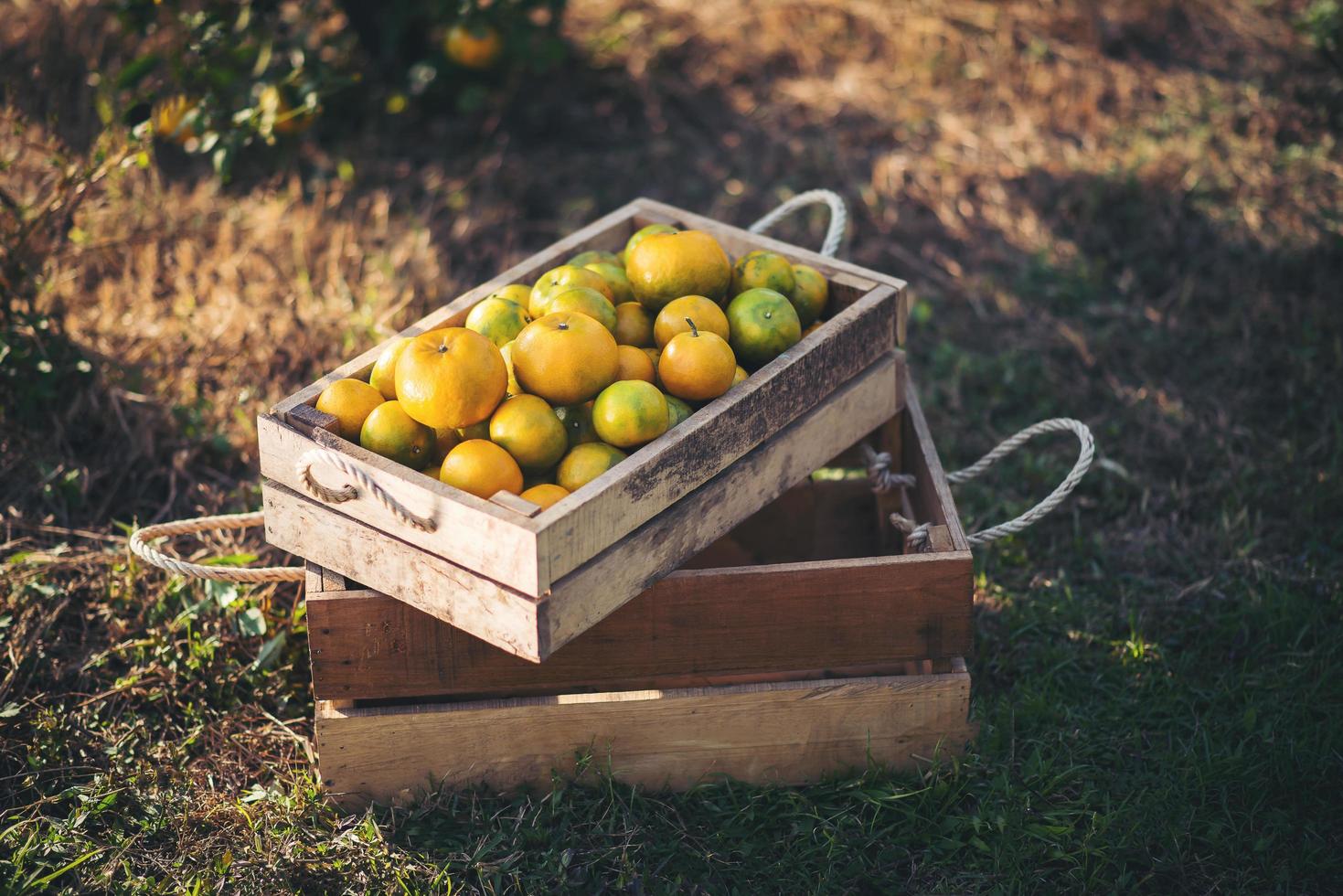 oranges fraîches cueillies photo