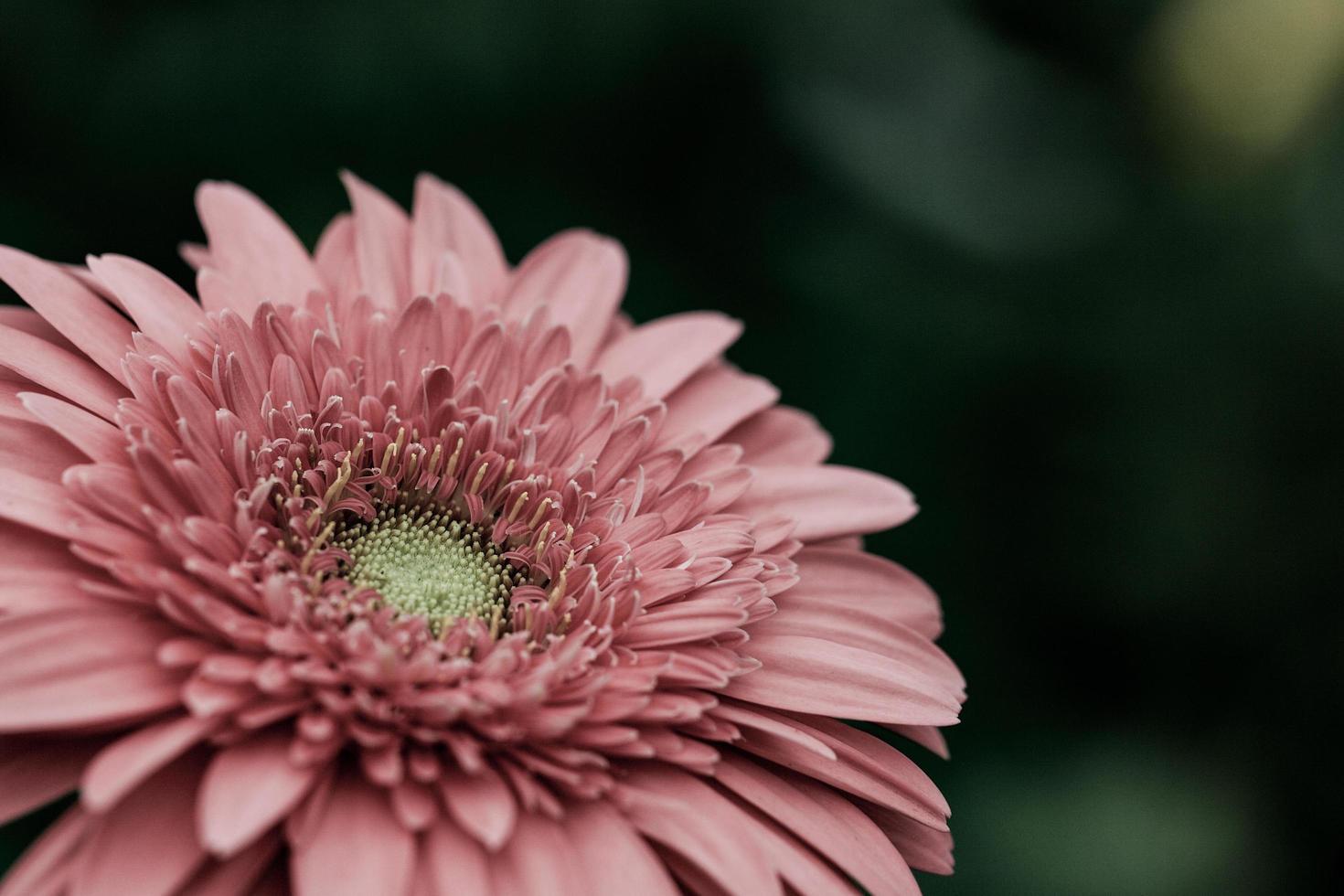 gros plan, rose, fleur photo