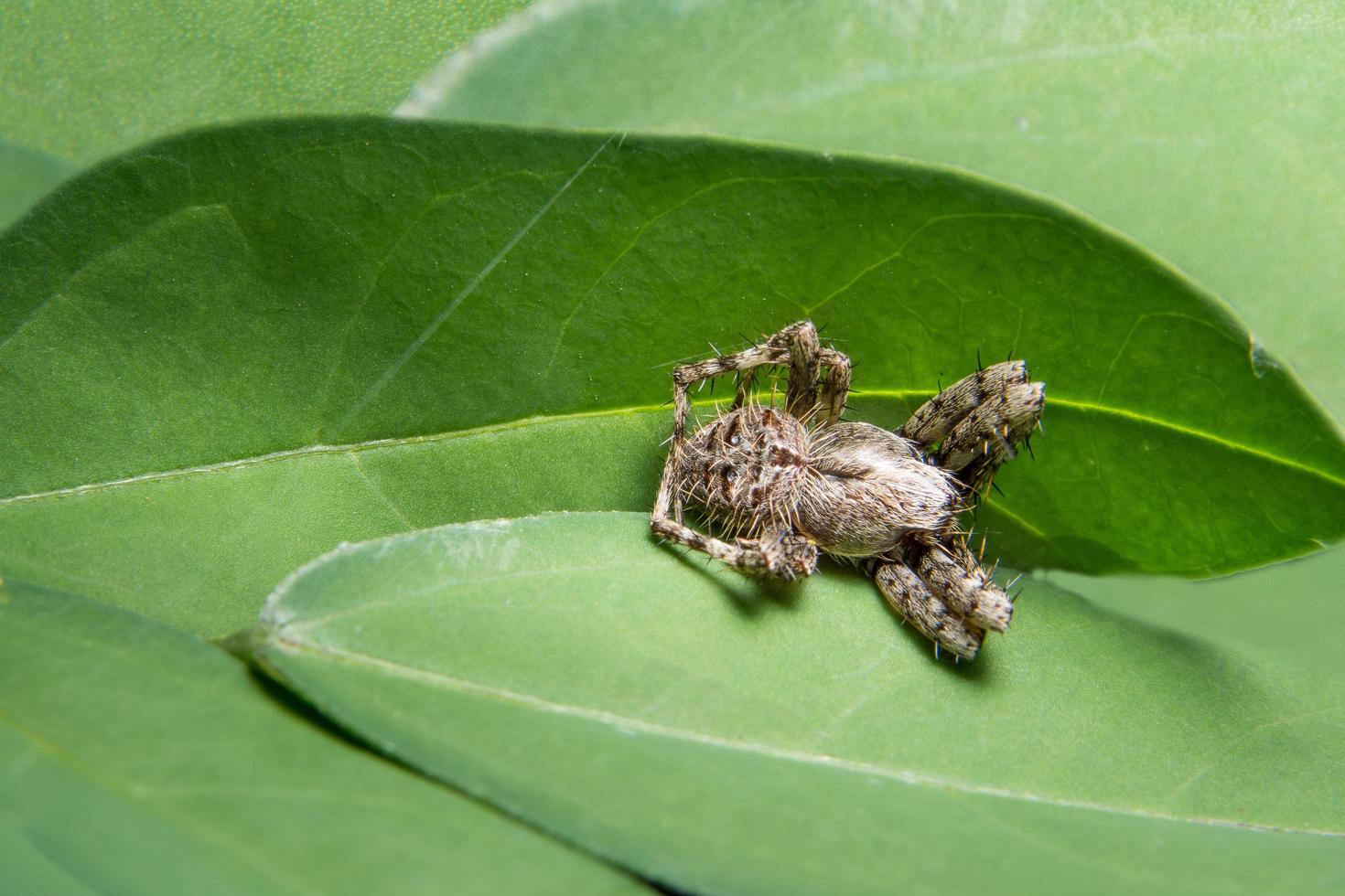 araignée, photo en gros plan