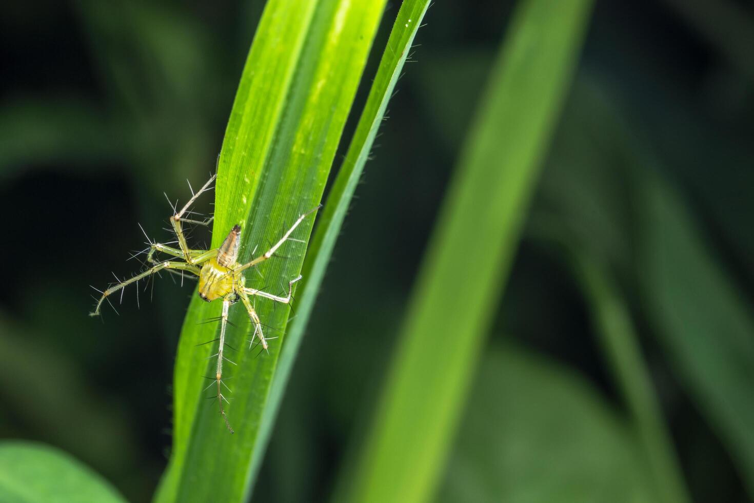 araignée, photo en gros plan