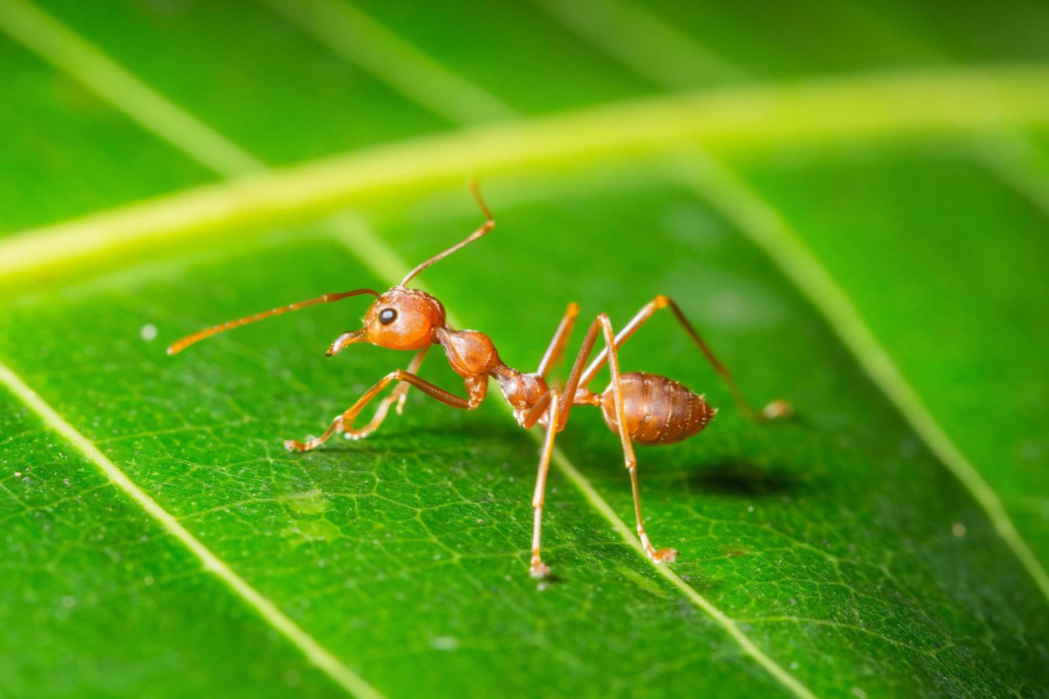 fourmis rouges, photo macro