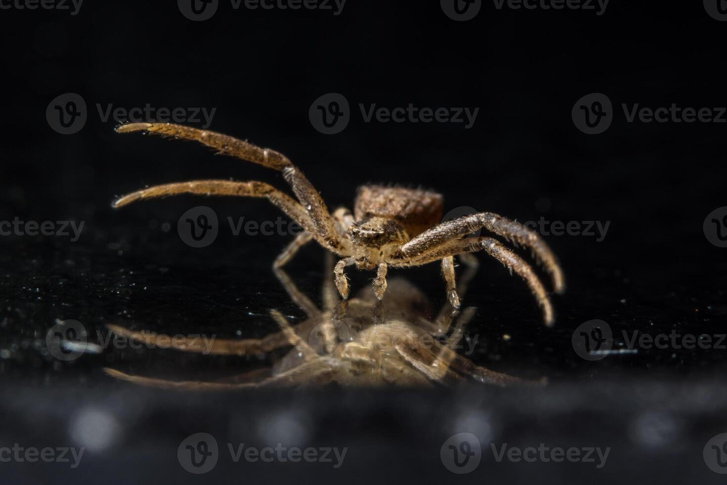 araignée sur la surface du verre photo