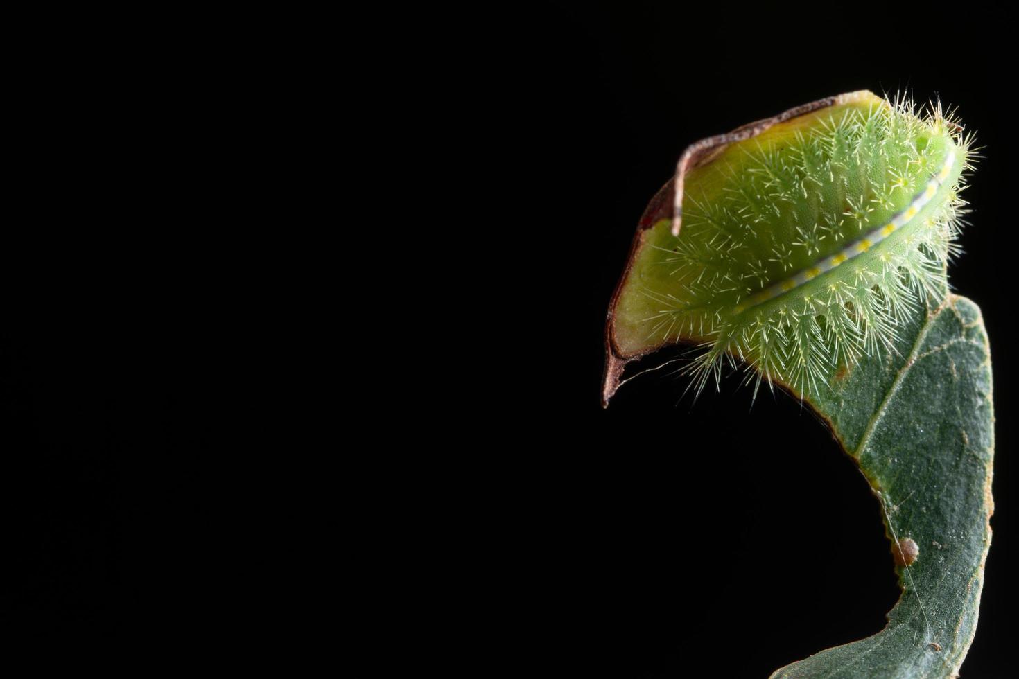 chenille sur une feuille photo