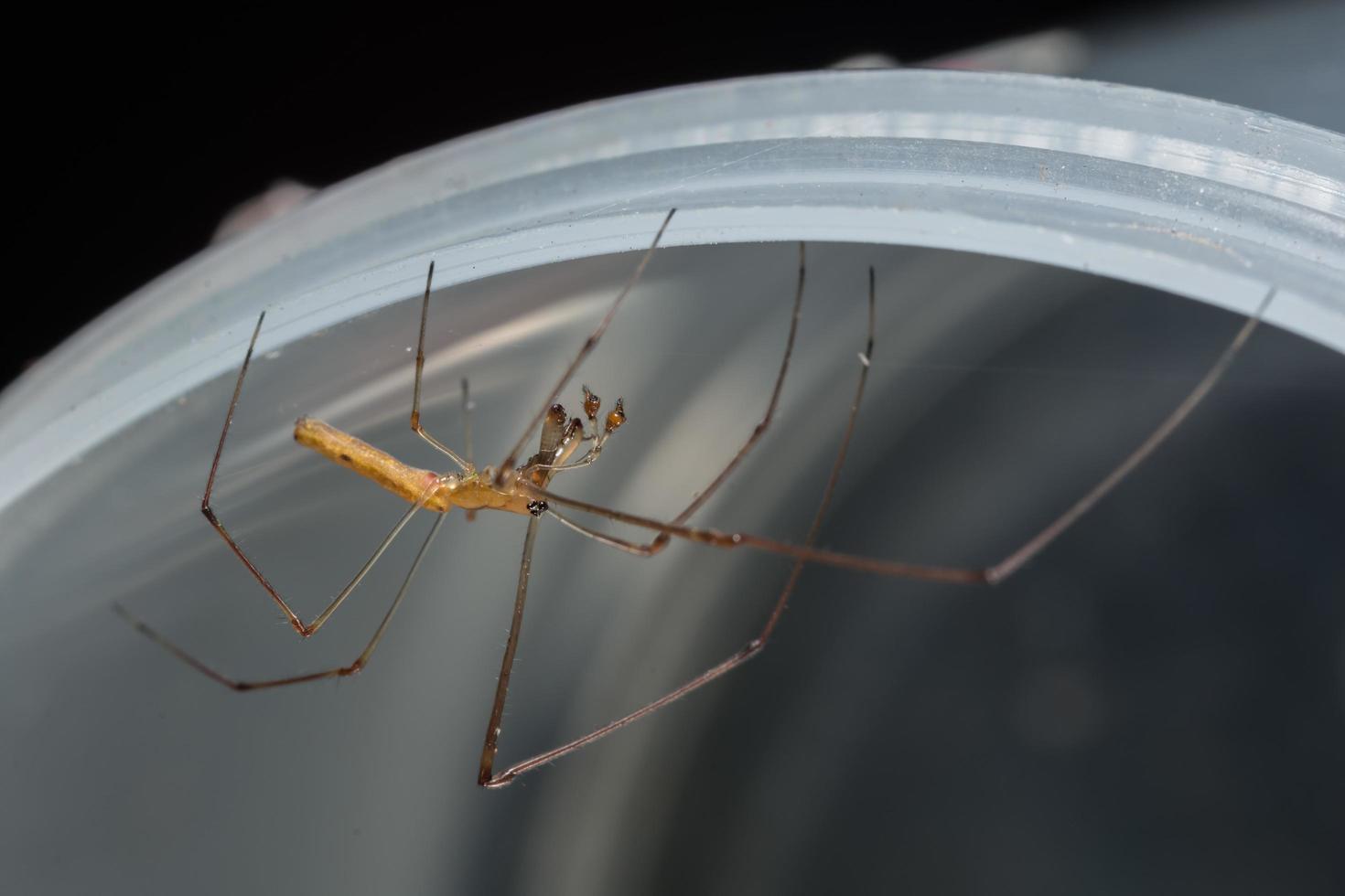 araignée, photo en gros plan