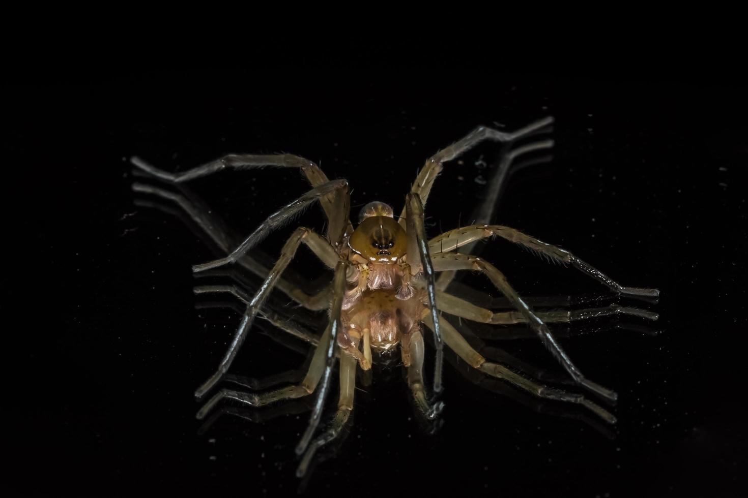 araignée, photo en gros plan