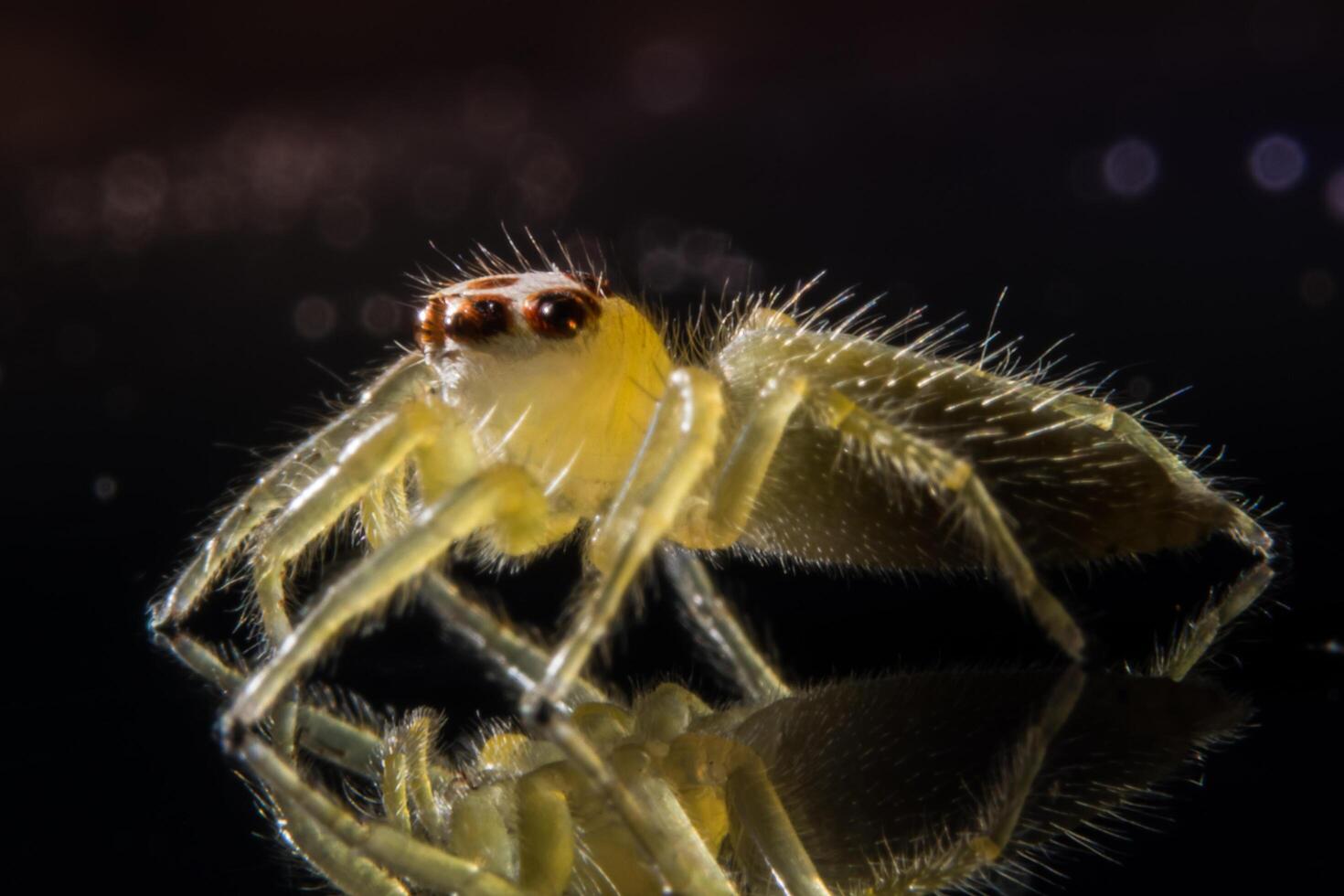 araignée, photo en gros plan