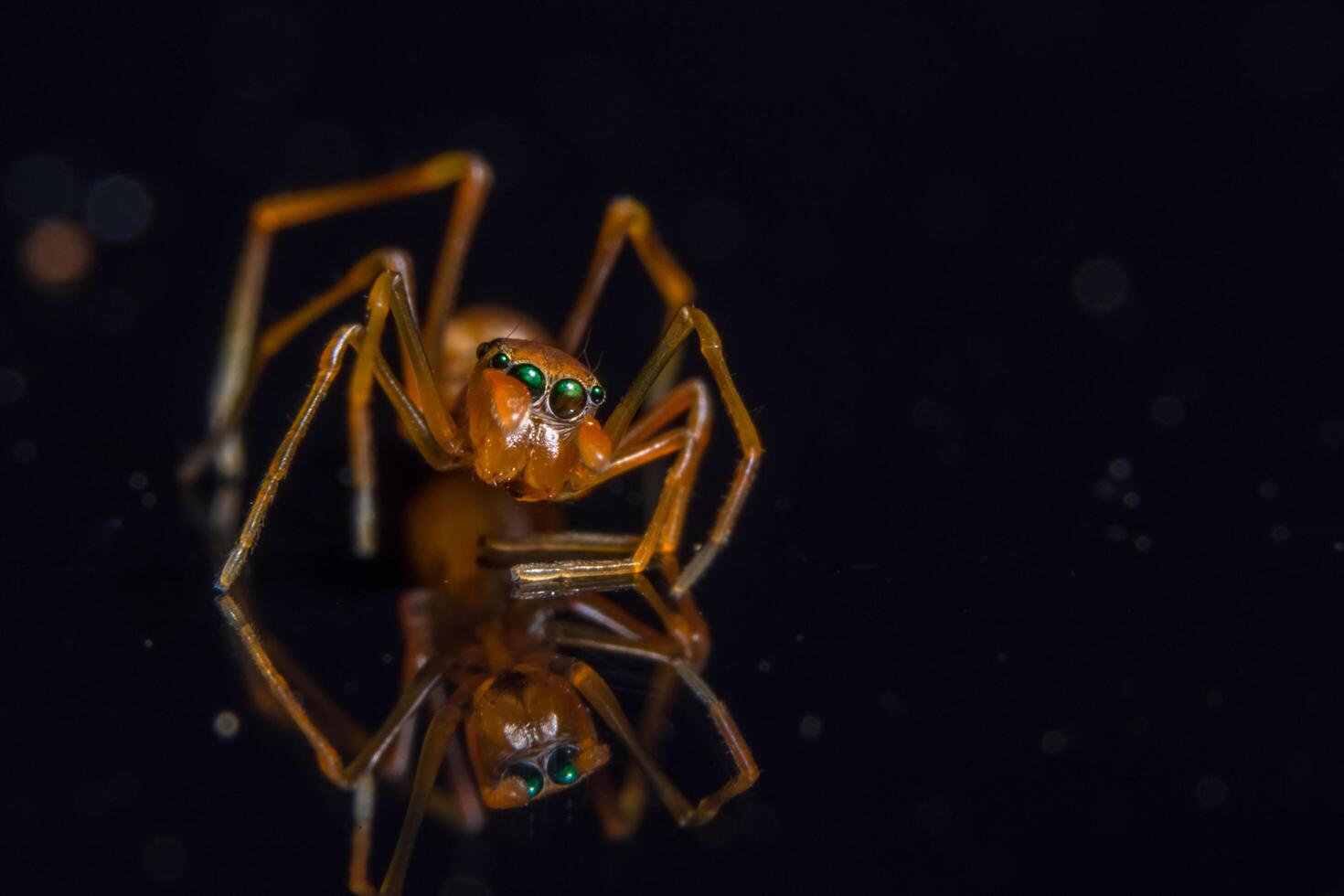 araignée, photo en gros plan