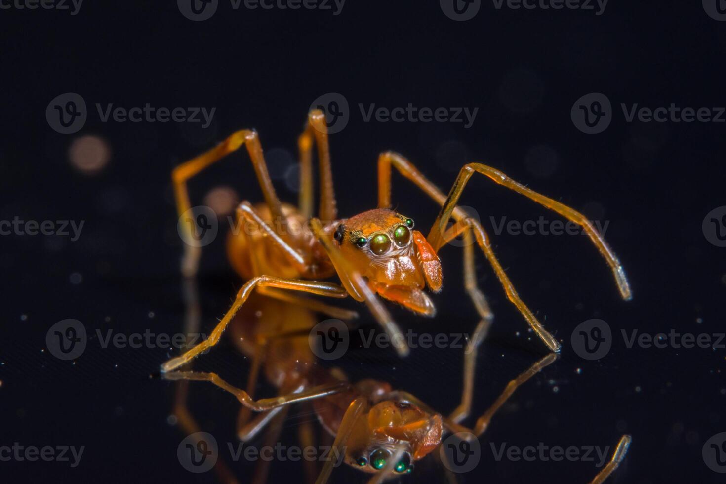 araignée, photo en gros plan