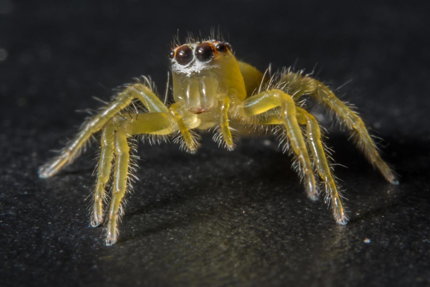 araignée, photo en gros plan