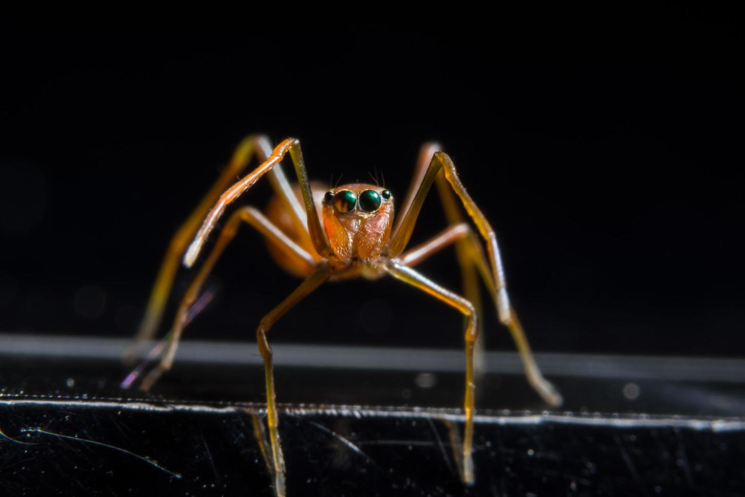 araignée sur la surface du verre photo