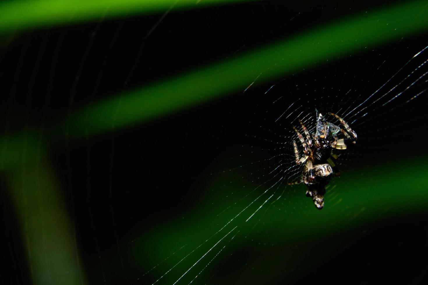 araignée dans la toile d'araignée photo