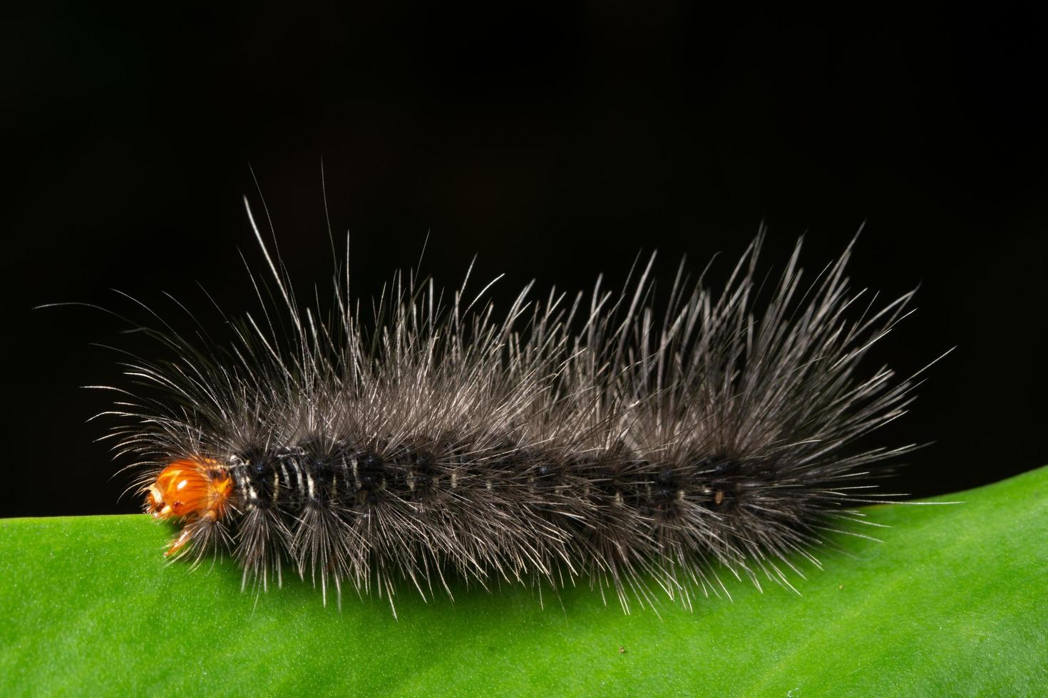 chenille sur une feuille photo