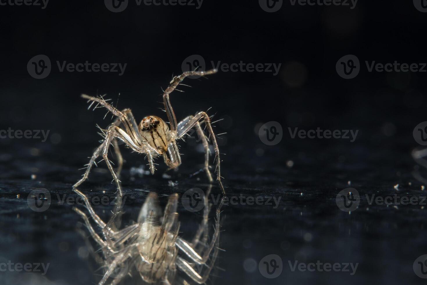 araignée sur la surface du verre photo