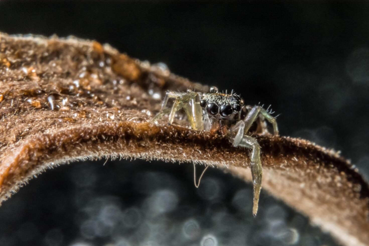 araignée, photo en gros plan