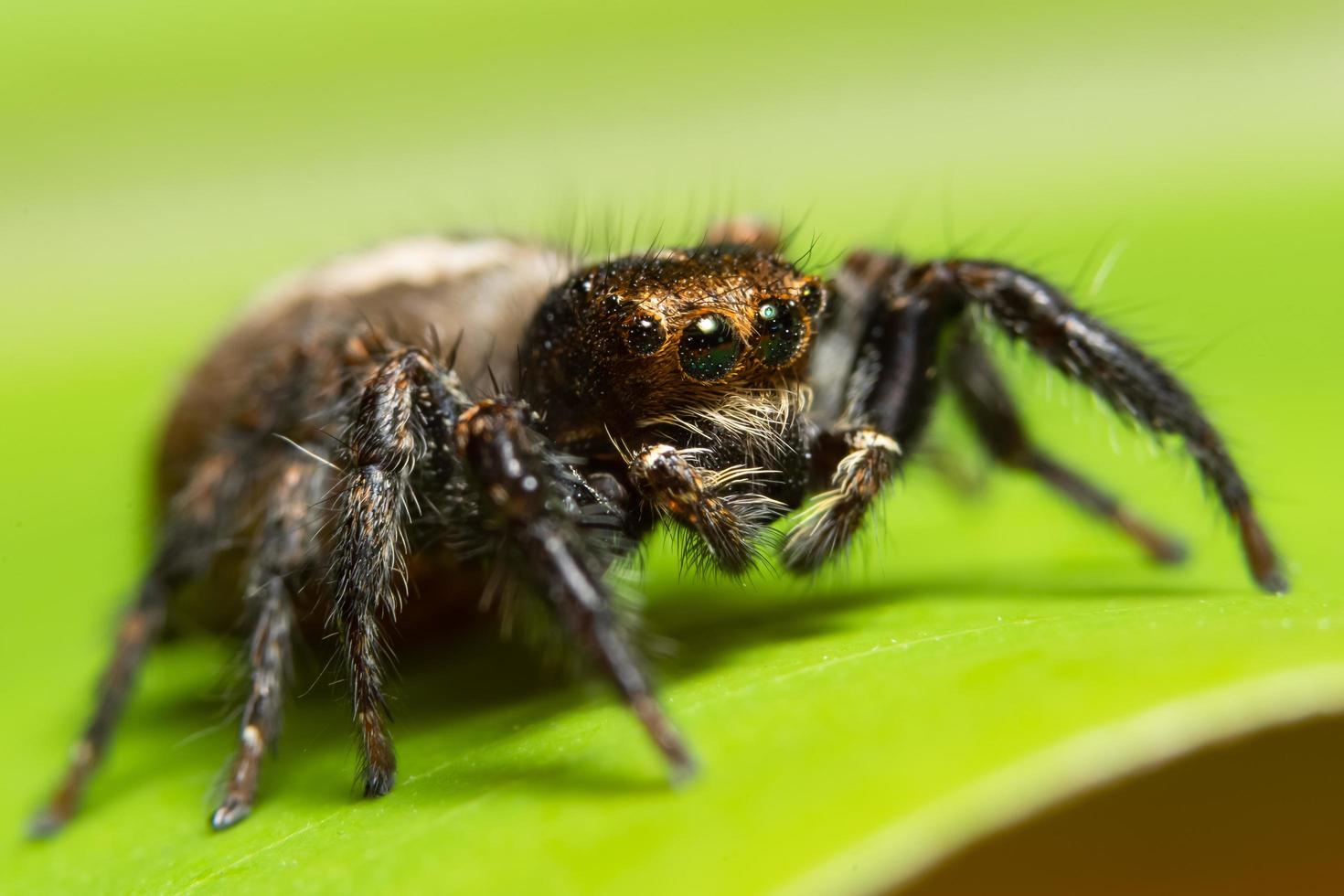 araignée sur une feuille photo