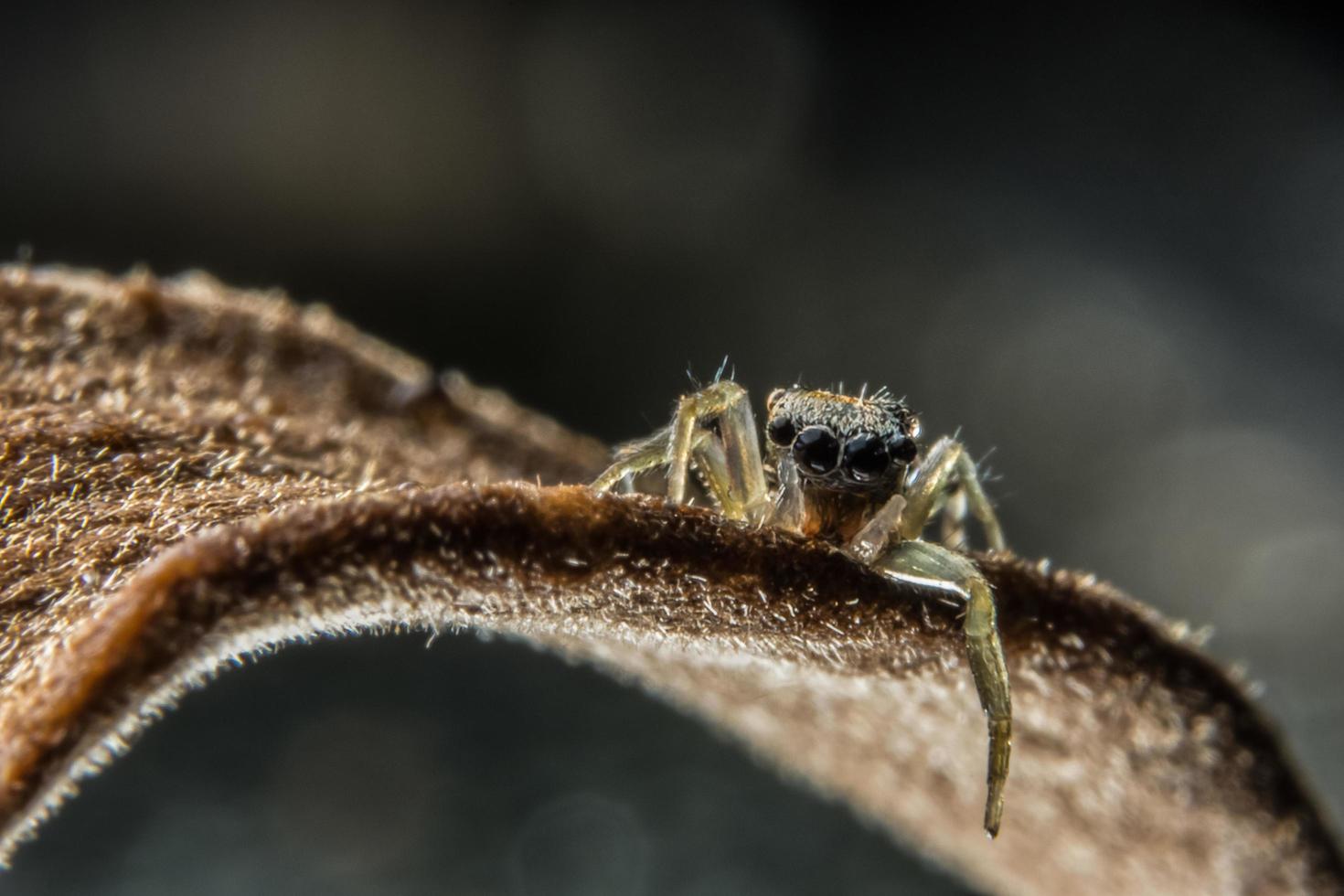 araignée, photo en gros plan