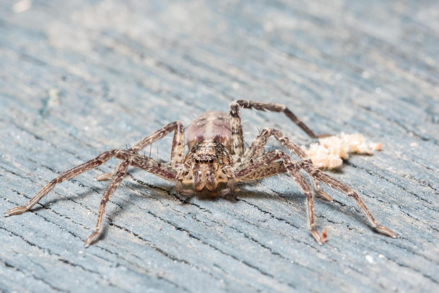 araignée, photo en gros plan