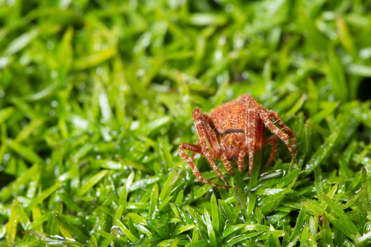 araignée sur l'herbe photo