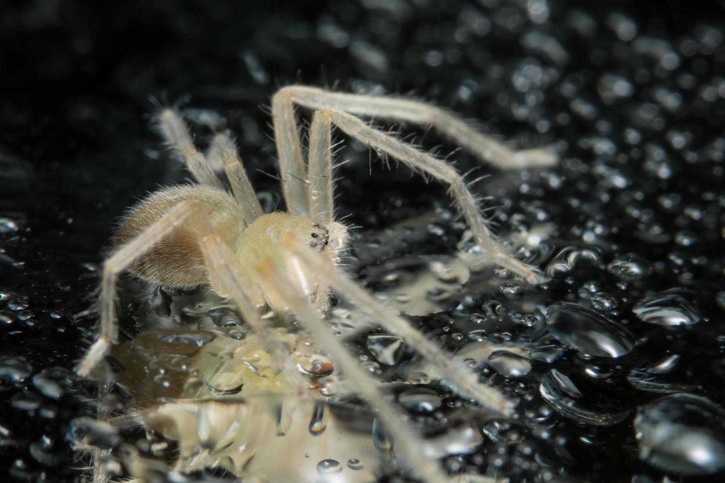 araignée, photo en gros plan