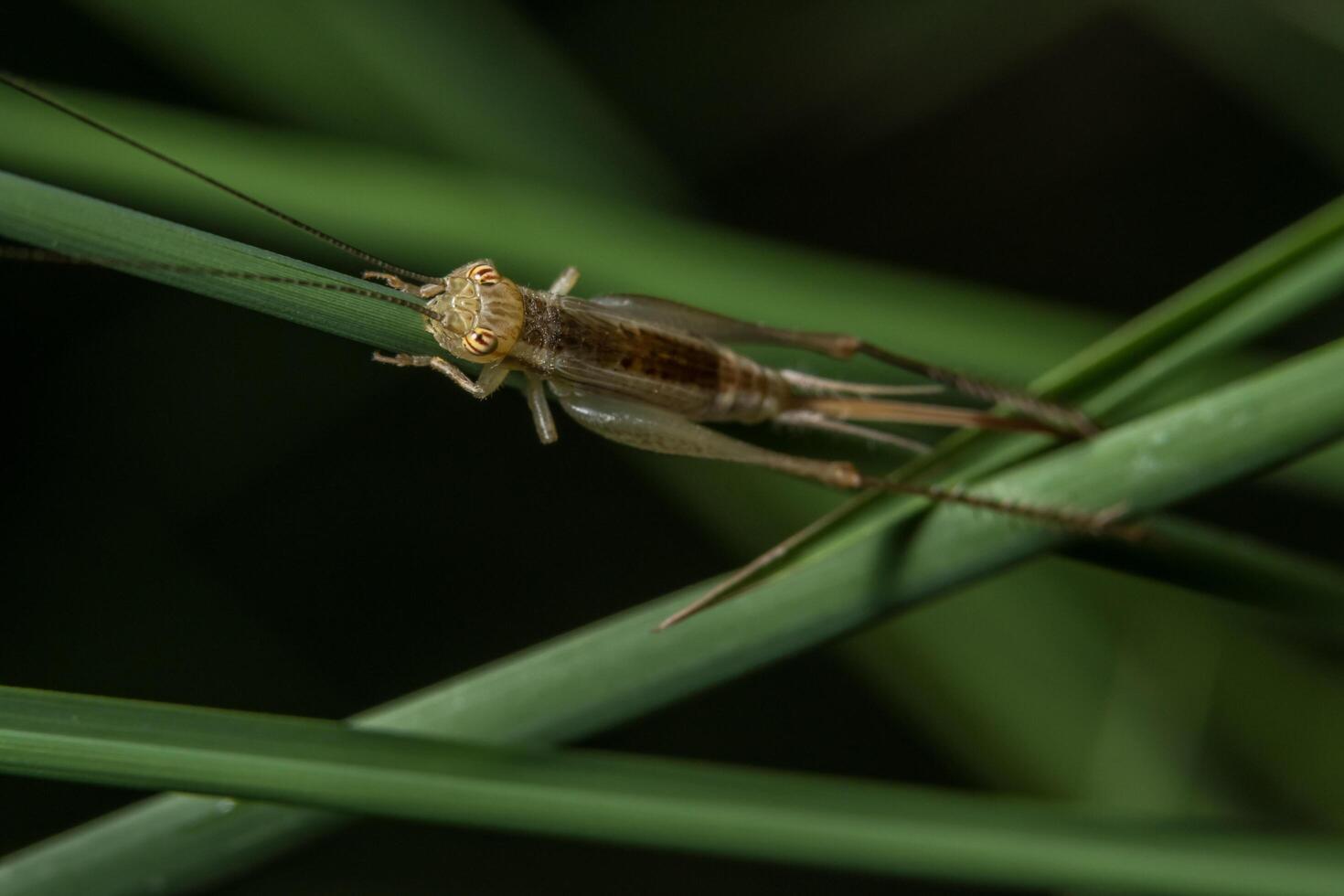 sauterelle sur une plante photo