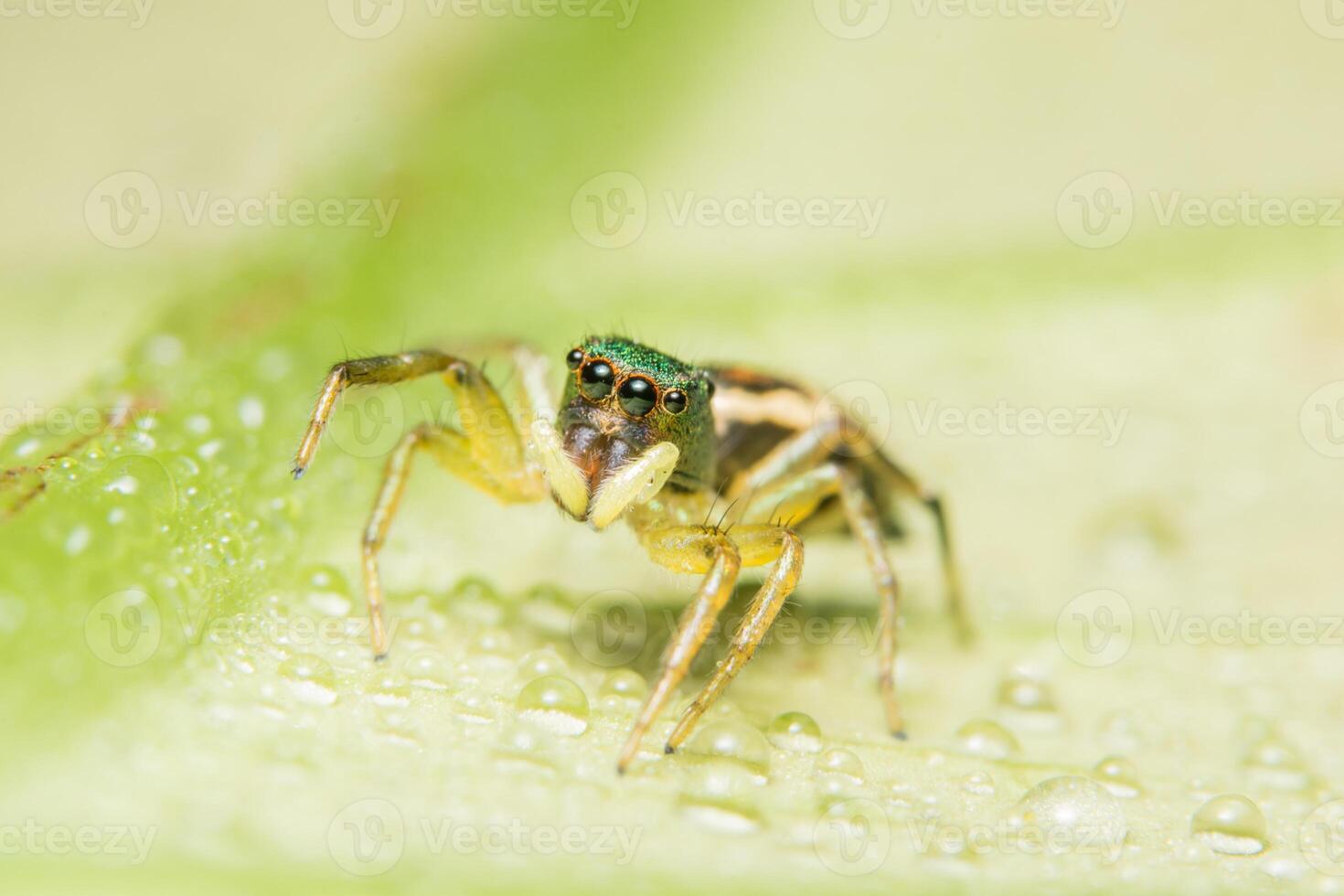 araignée sur une feuille photo