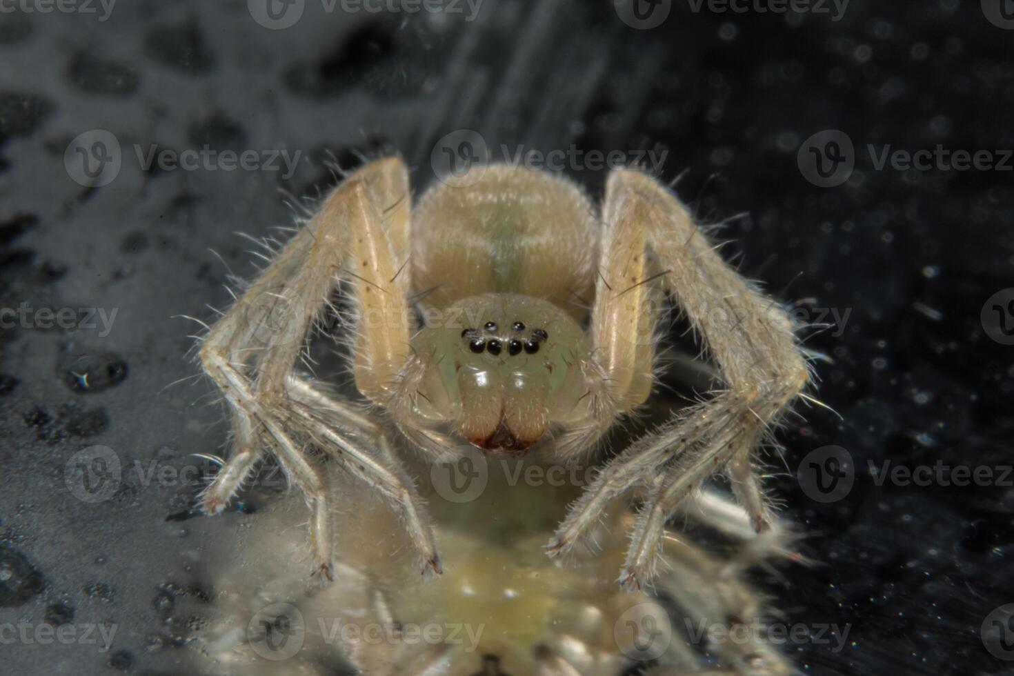 araignée, photo en gros plan