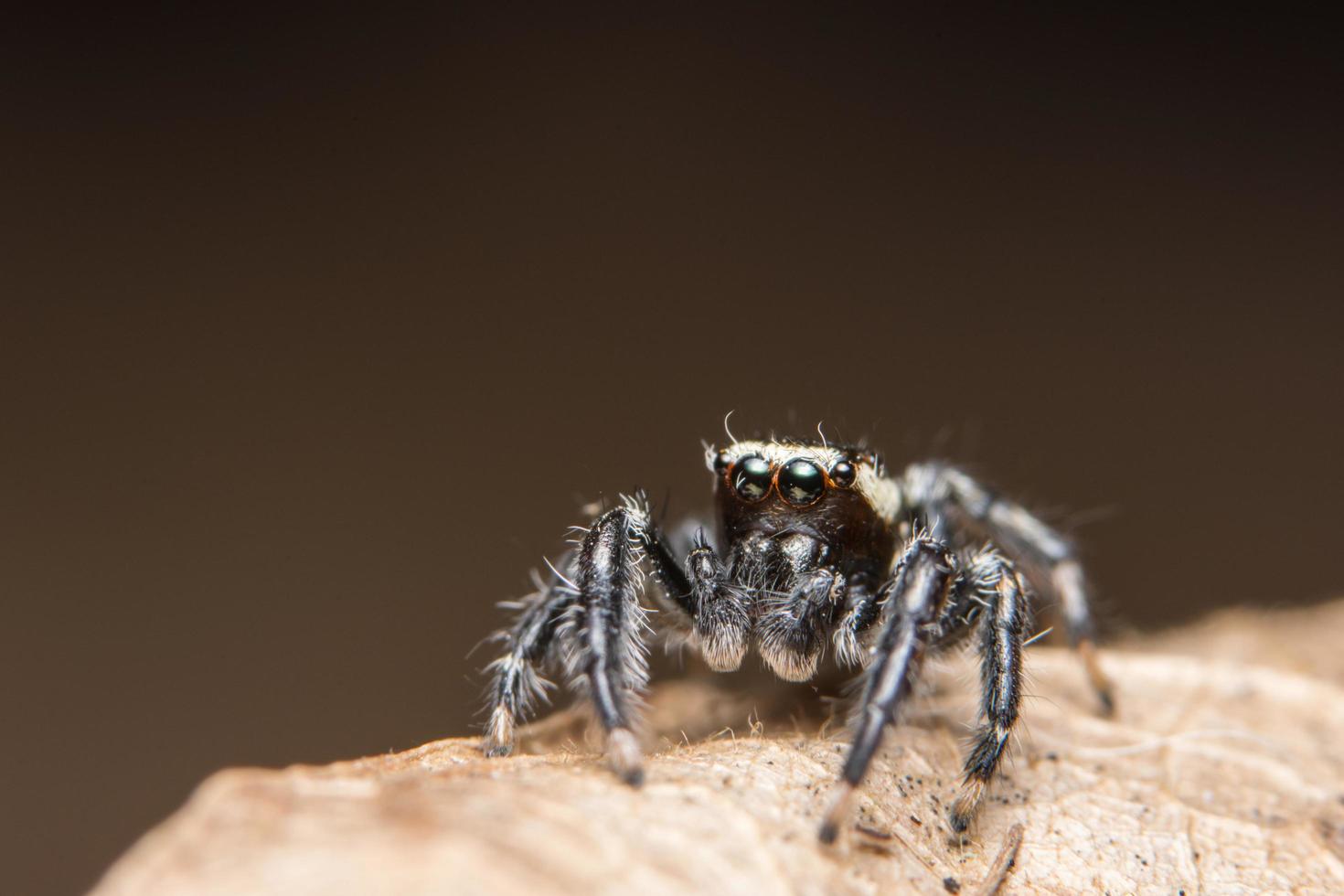 araignée sur une feuille photo