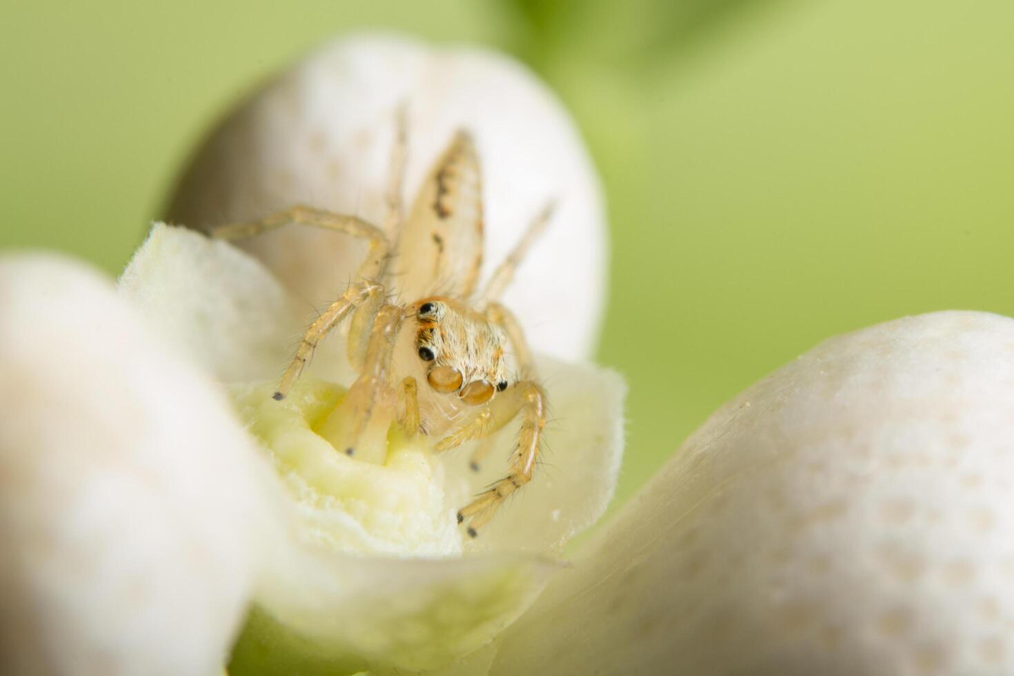 araignée sur une fleur photo