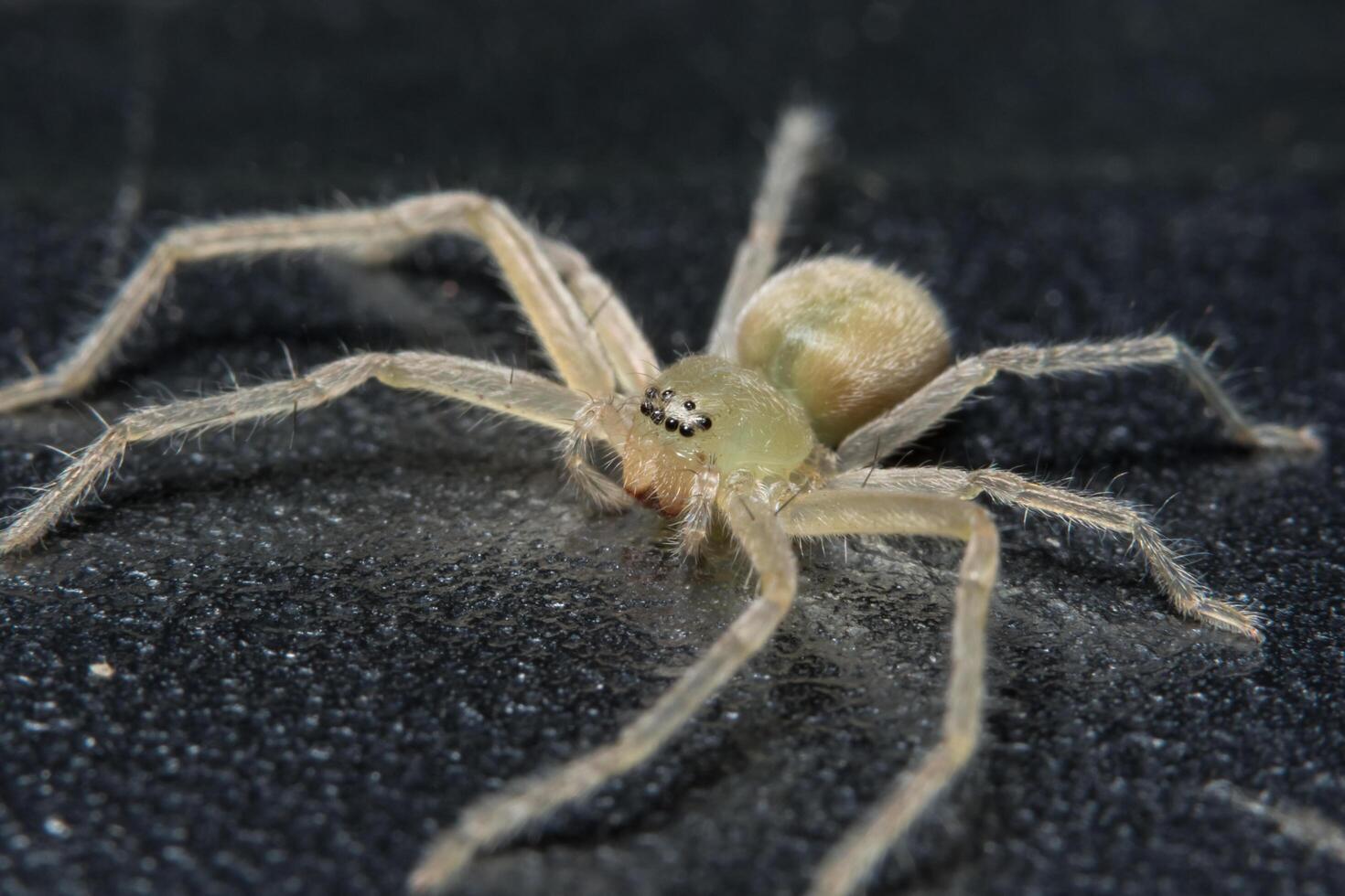 araignée, photo en gros plan