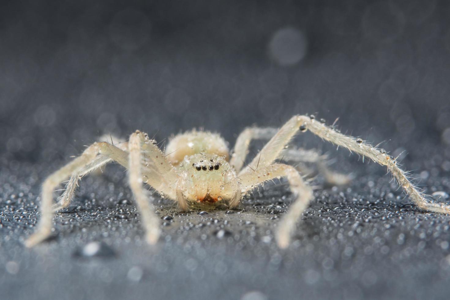 araignée, photo en gros plan