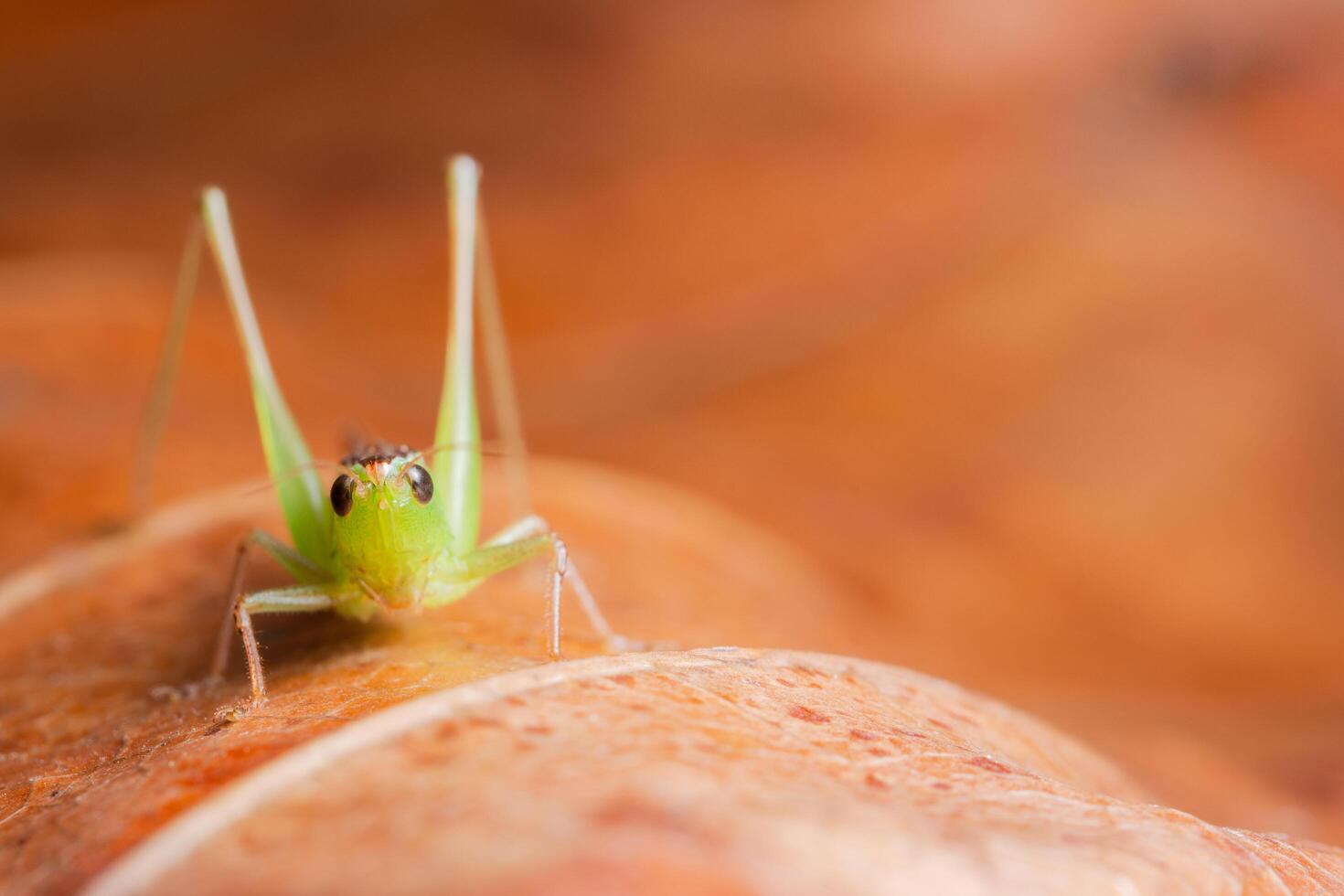 sauterelle verte sur une feuille photo