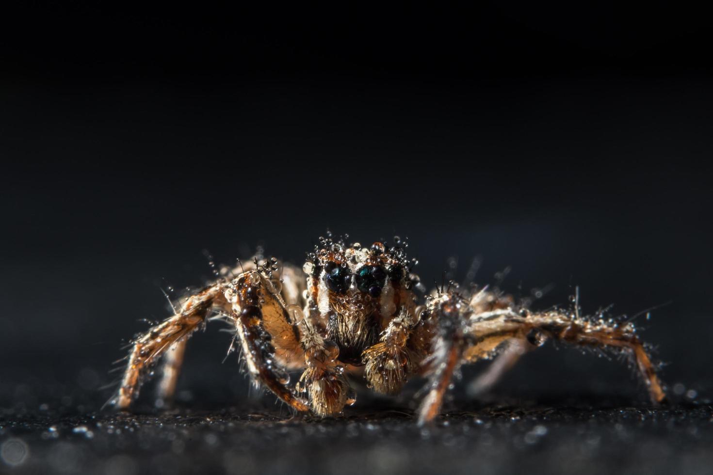 araignée, photo en gros plan