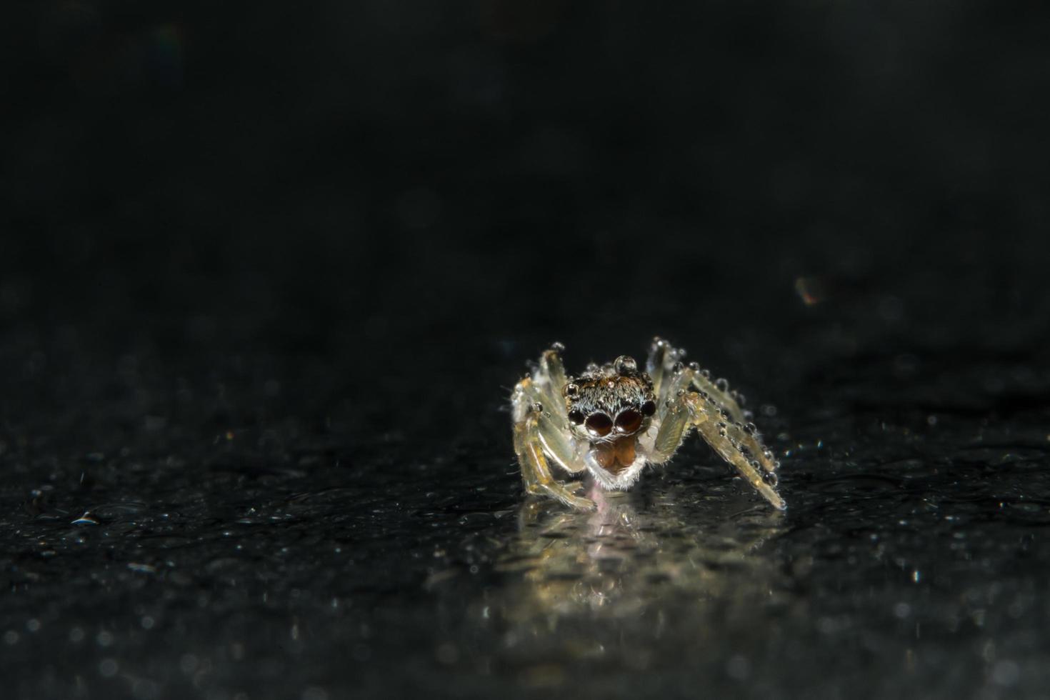 araignée, photo en gros plan