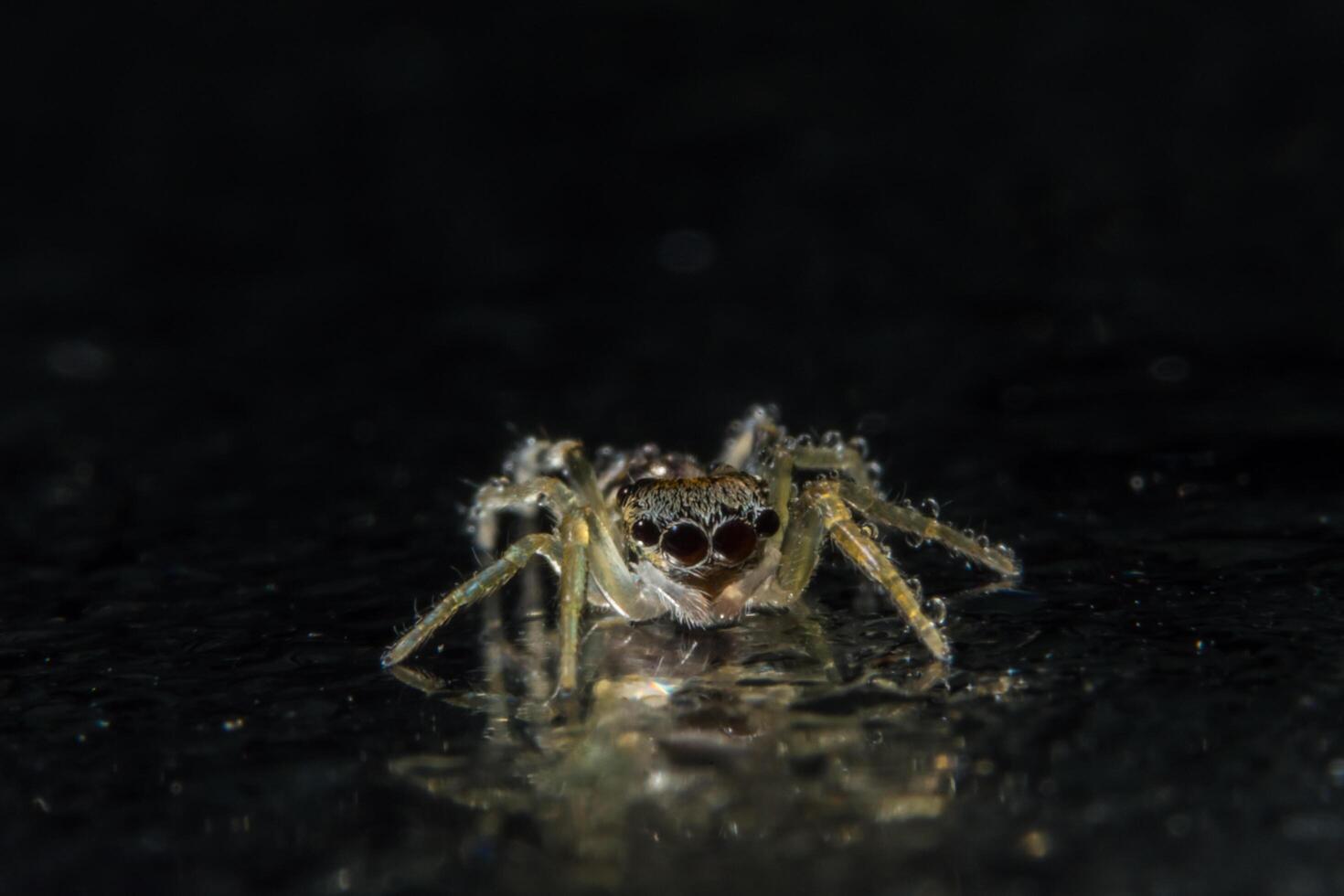 araignée, photo en gros plan