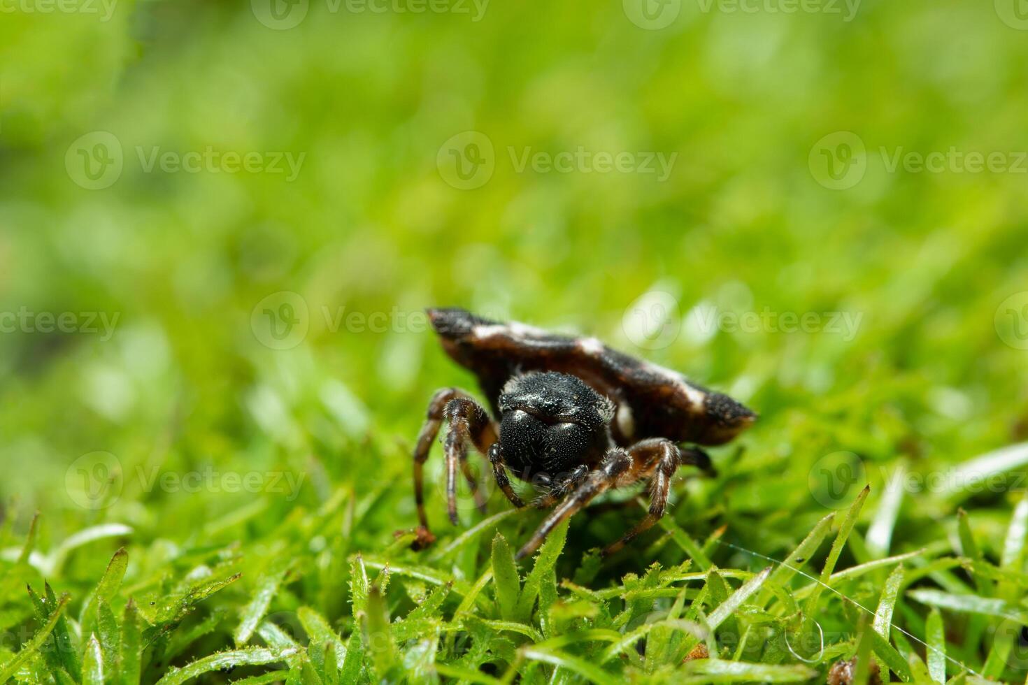 araignée dans l'herbe photo