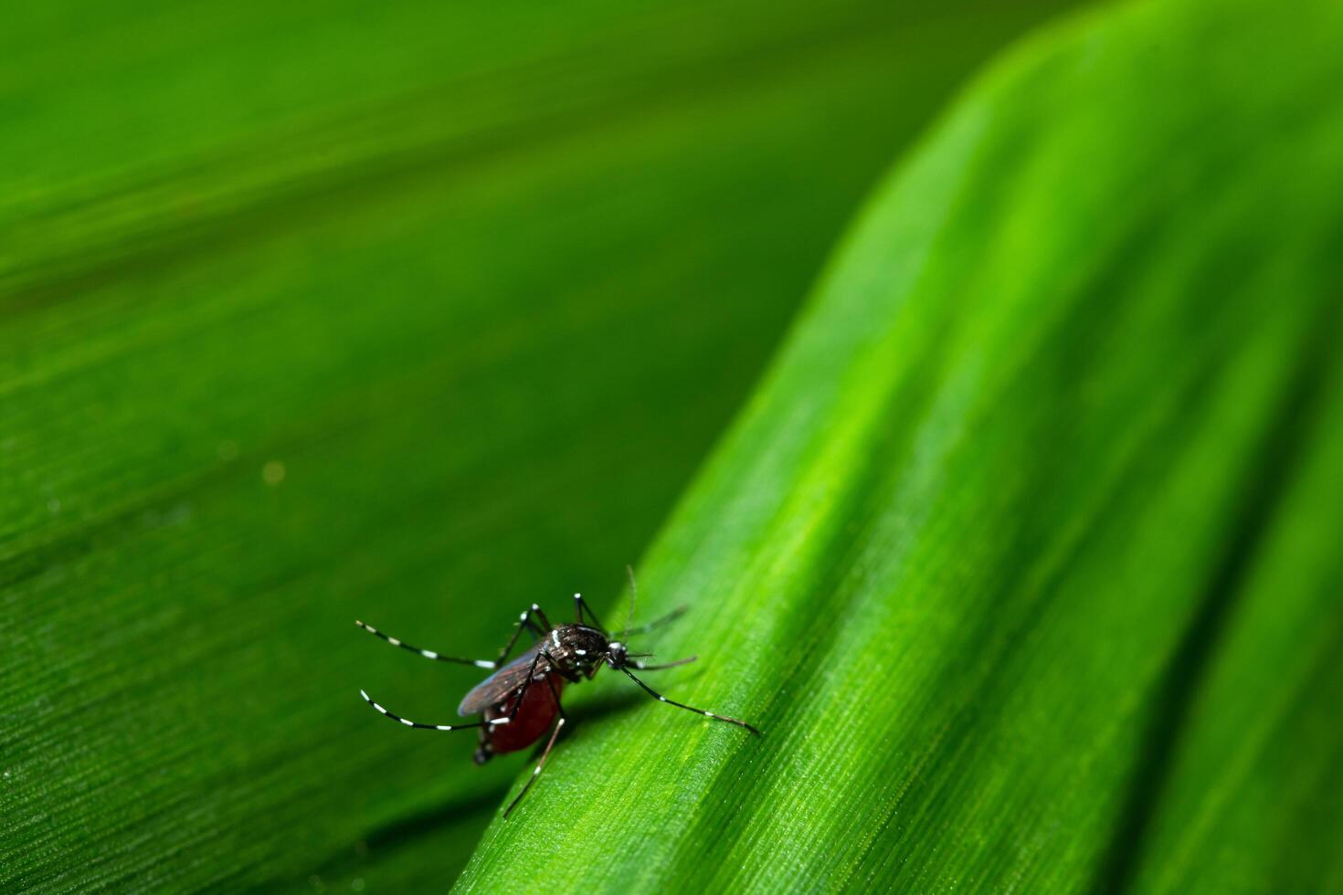 moustique sur une feuille photo