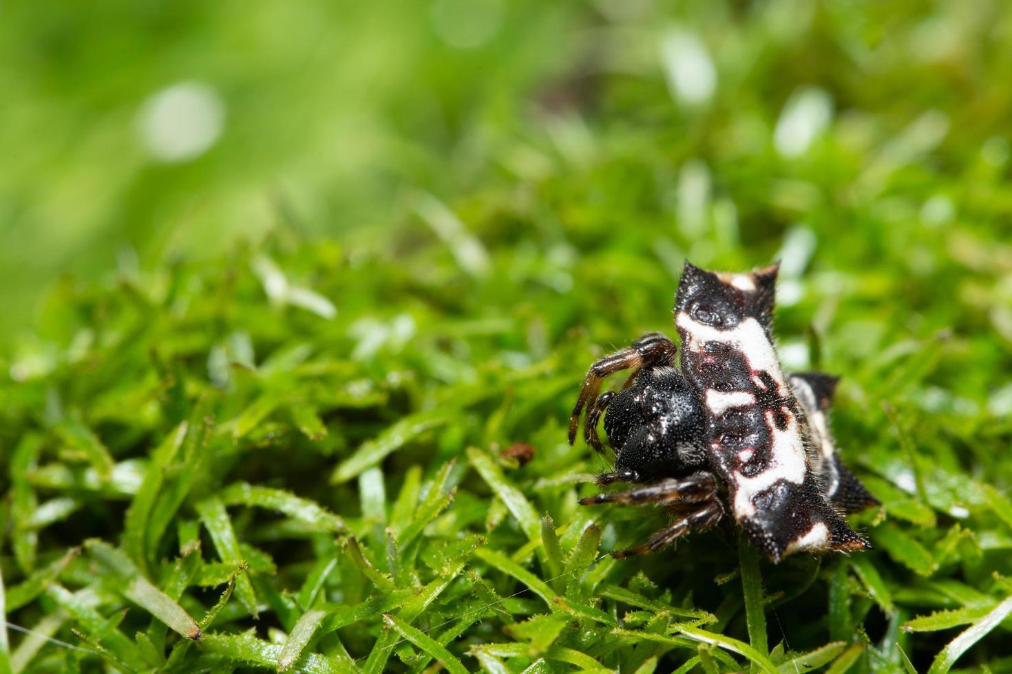 araignée dans l'herbe photo