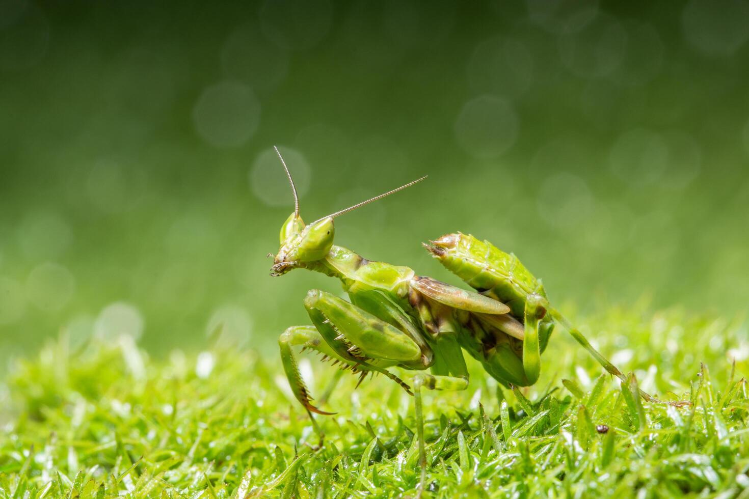 sauterelle dans l'herbe photo