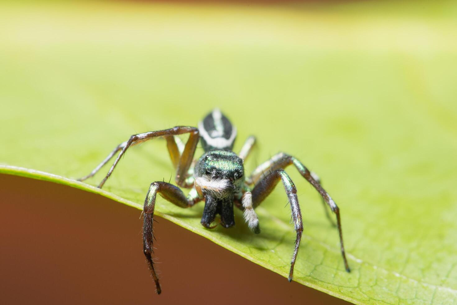 araignée sur une feuille photo