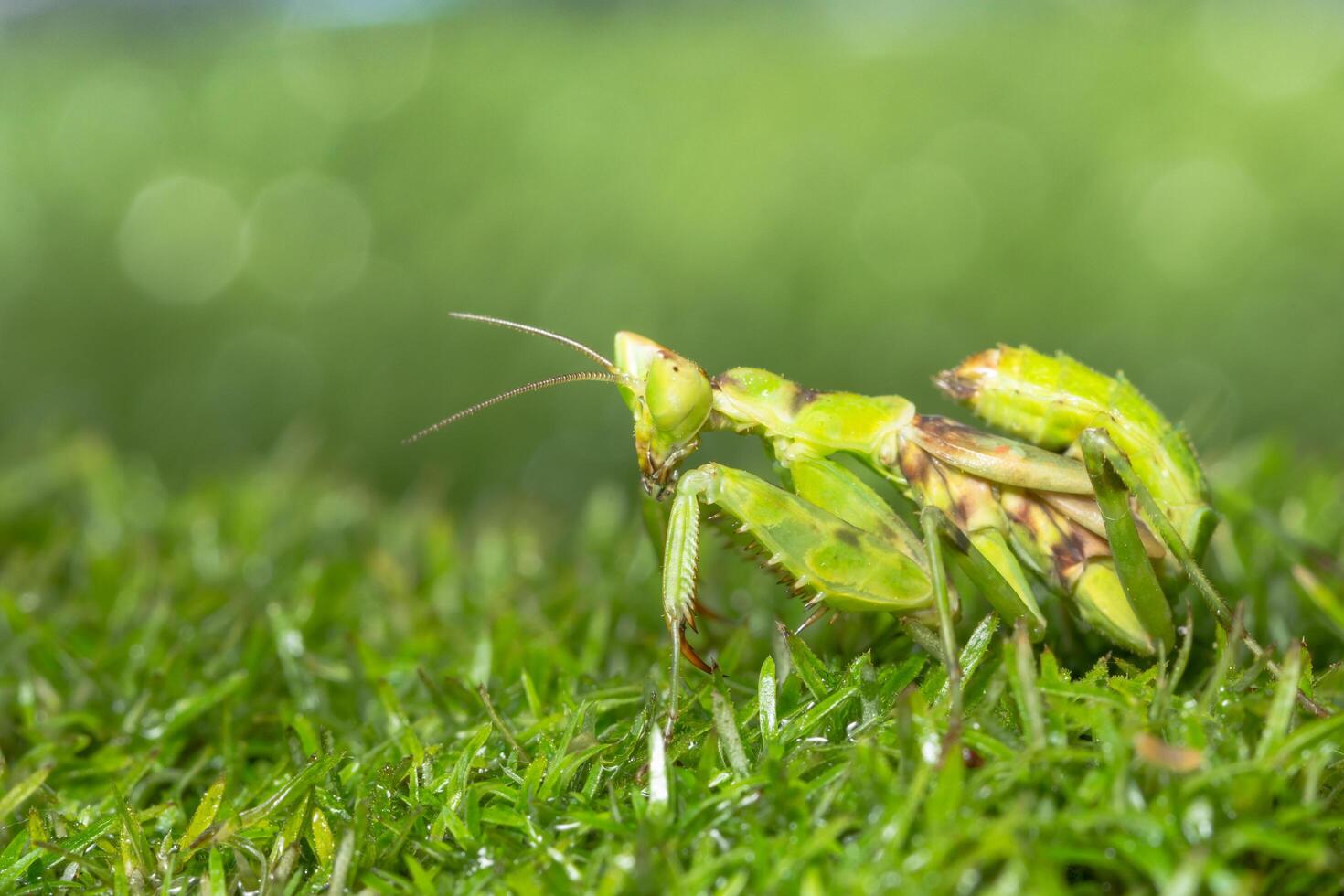 sauterelle dans l'herbe photo