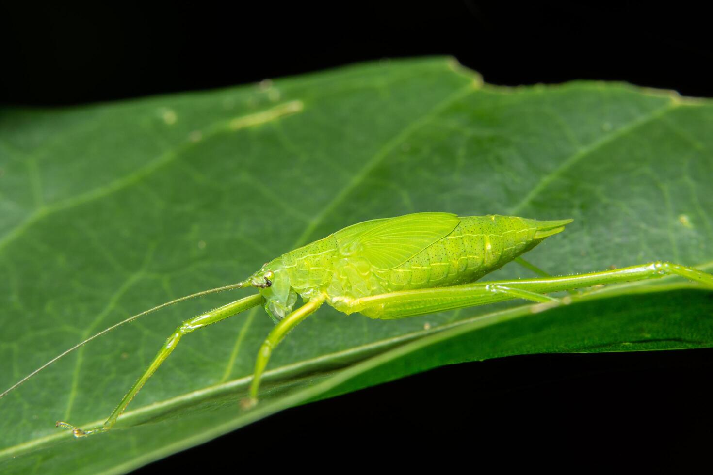 sauterelle verte sur une feuille photo