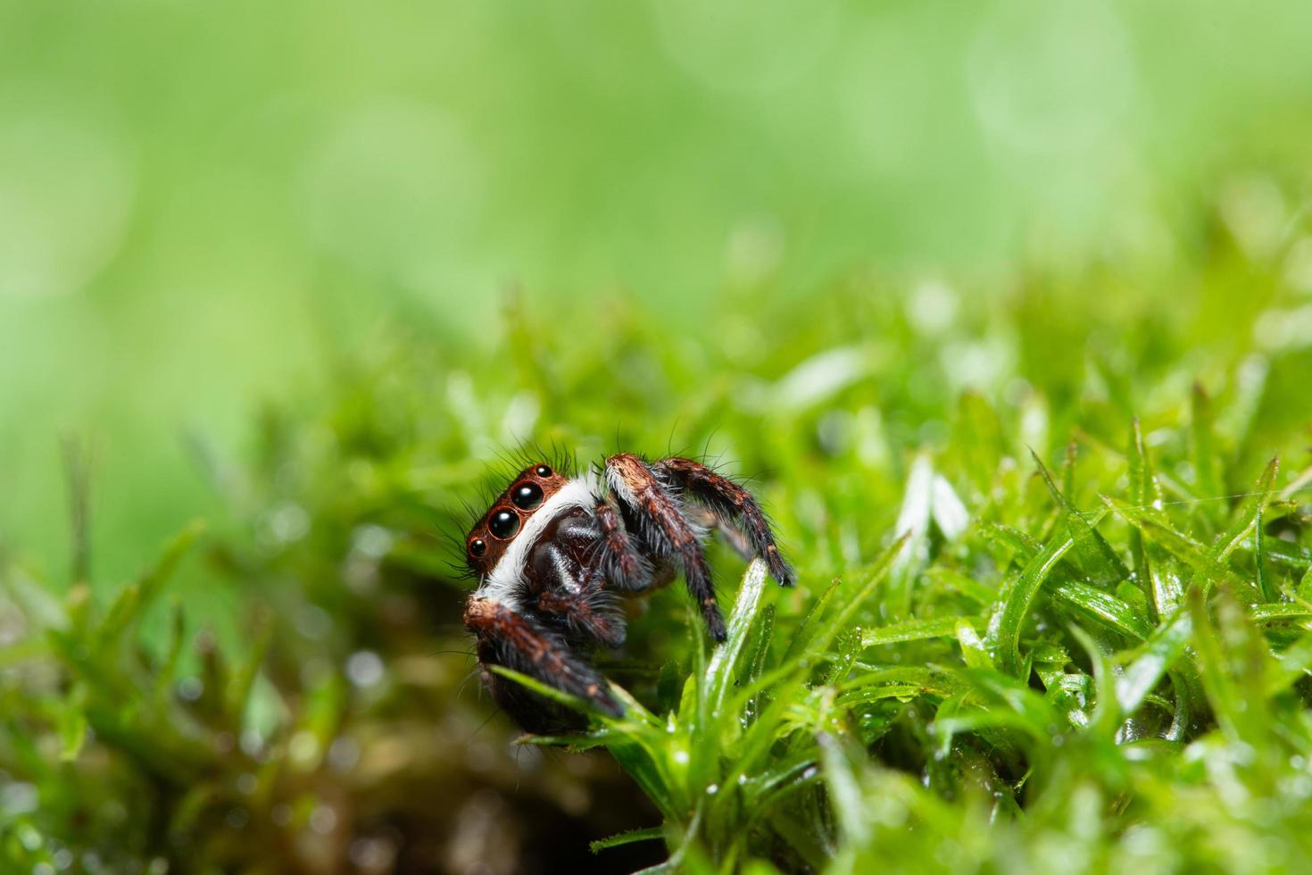 araignée sur l'herbe photo