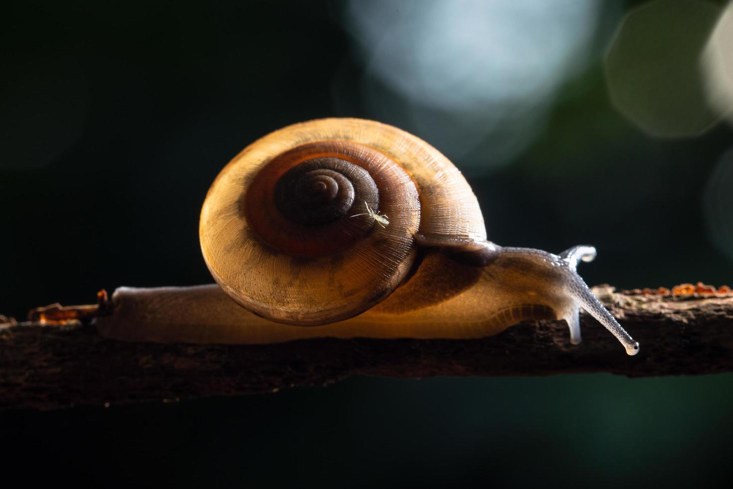 escargot sur une branche photo