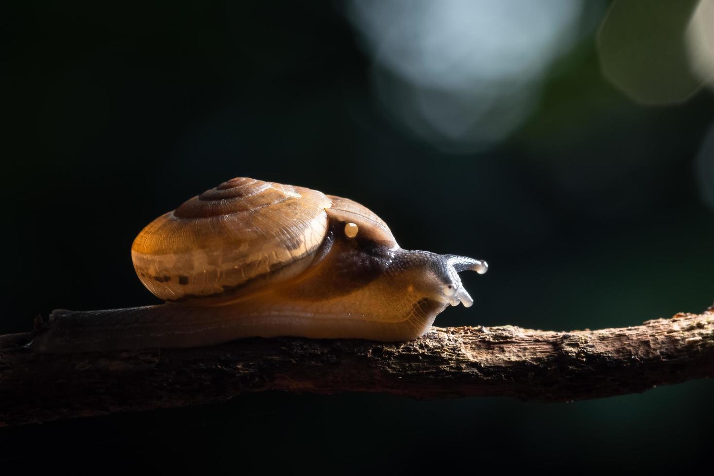 escargot sur une branche photo